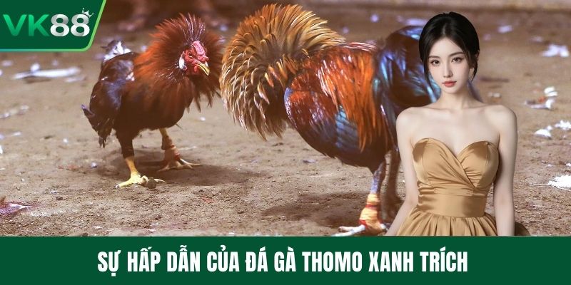 Sự hấp dẫn của đá gà thomo xanh trích 